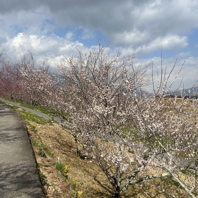 福壽山農場 