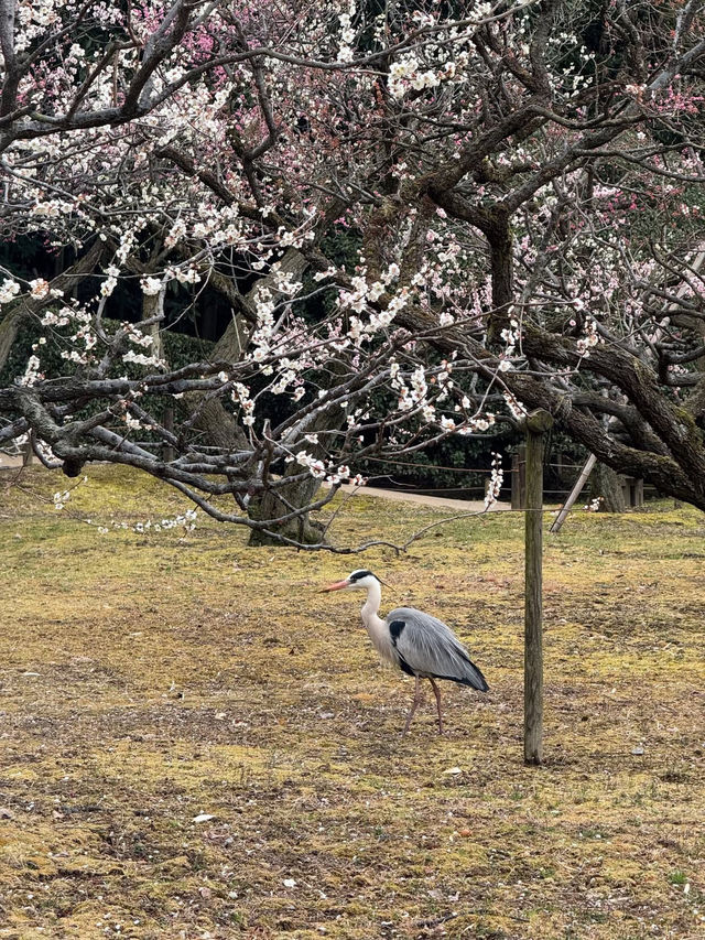 Okayama korakuen
