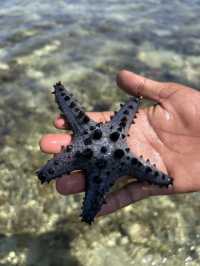 【フィリピン】天然ヒトデに会える島