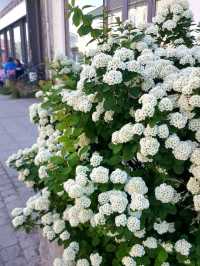 LOFOTEN IN BLOOM