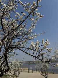 Cherry blossom in Seoul