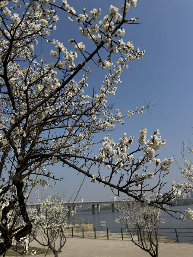 Cherry blossom in Seoul