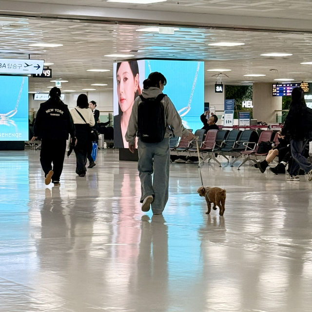 【ソウル】知ってる？韓国国内線は機内にペットOK✈️
