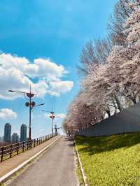 Anyangcheon Cherry Blossom Path (Yangcheon-gu Side): A Seoul Springtime Stroll 