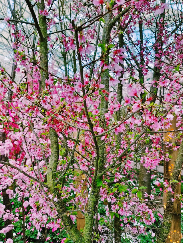 A Blossoming Experience at Gardens by the Bay