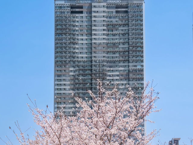 Chasing Sakura at Songdo Central Park