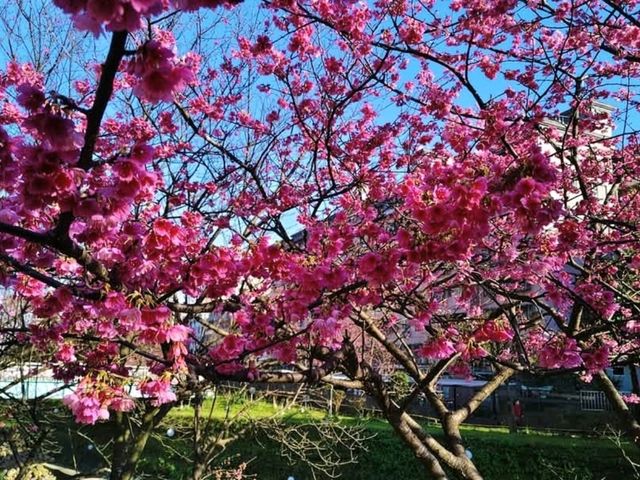 汐止大尖山步道，賞櫻兼健行半日遊 Go