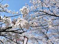 Morioka Castle Ruins Park Cherry Blossoms– A Samurai’s Spring Legacy