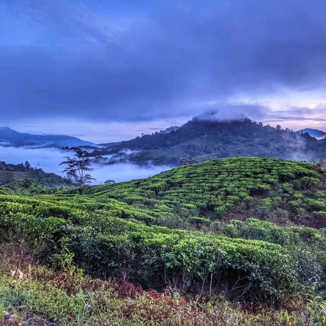 “Sabah Tea Resort:The Tranquil Heart of Borneo’s Tea Country”