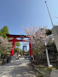 東京｜富岡八幡宮的櫻花風情