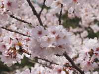 京都嵐山賞櫻好去處