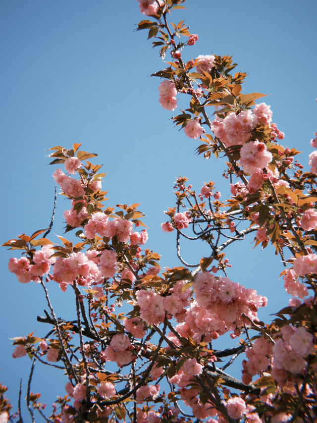 東京 新宿御苑 賞櫻好方便 🌸