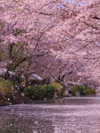 Sakura Reflections: A Tranquil Cruise Through Fushimi’s Blossoms