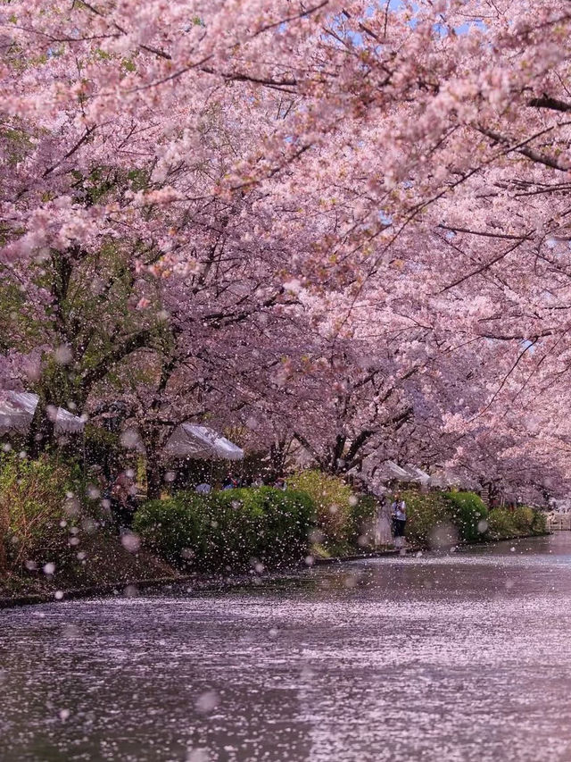 Sakura Reflections: A Tranquil Cruise Through Fushimi’s Blossoms