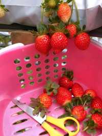 🍓✨ Genting Strawberry Leisure Farm: A Berry Sweet Escape!