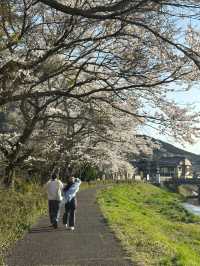 🌸 The Ultimate Cherry Blossom Route in Northern Kyushu 🌸