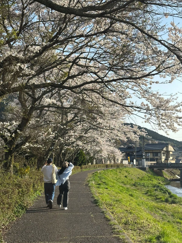 🌸 The Ultimate Cherry Blossom Route in Northern Kyushu 🌸