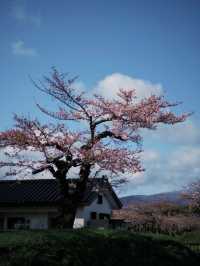 Pink Horizons: Cherry Blossoms in Hakodate