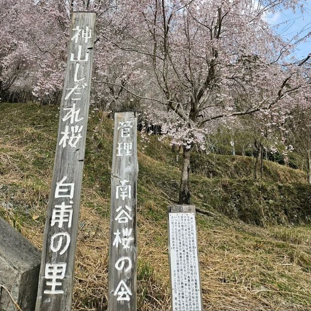 3色混ざったこの景色が美しい