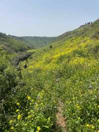 Golden Canola Fields Golan