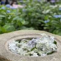 【鎌倉】鎌倉の紫陽花 有名スポット長谷寺