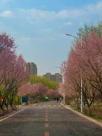 Whispers of Spring: Cherry Blossoms Along the Yitong River