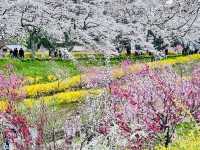 🇯🇵仙台櫻花 千櫻公園🌸🌼
