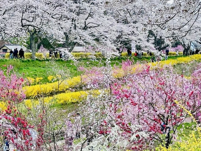 🇯🇵仙台櫻花 千櫻公園🌸🌼