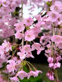 Hokkaido's Most Spectacular Sakura Extravaganza