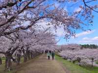 Petals Over the Fortress: Springtime at Goryokaku