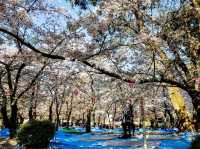 名古屋鶴舞公園，櫻花名所100選的賞櫻勝地