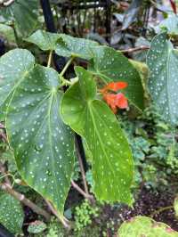 深圳仙湖植物園陰生園有藝術品？！但陰生園在那兒？