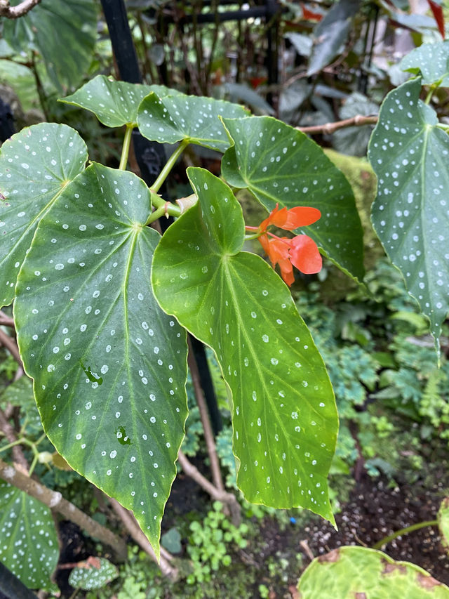 深圳仙湖植物園陰生園有藝術品？！但陰生園在那兒？