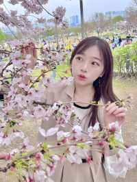 🇰🇷首爾汝矣島賞櫻攻略🌸不藏私路線分享