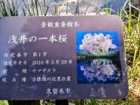 淺井一本櫻，福岡縣久留米遺世獨立的百年巨櫻