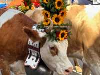 My 3-Day Itinerary at the Alpabzug Festival in Switzerland