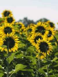 ทุ่งทานตะวัน🌻🌻🌻 อ.วังทอง ของดีที่มีปีละครั้ง
