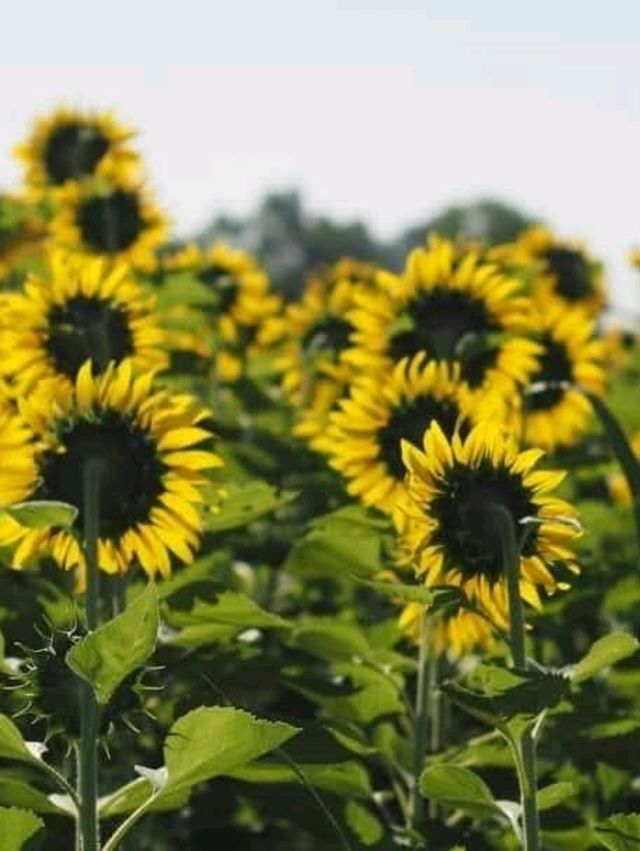ทุ่งทานตะวัน🌻🌻🌻 อ.วังทอง ของดีที่มีปีละครั้ง