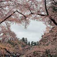 Sakura Dreams at Hirosaki Castle🌸 