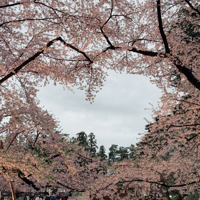Sakura Dreams at Hirosaki Castle🌸 