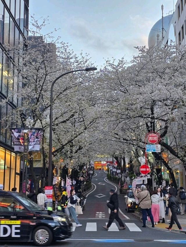 Sakura moments in the middle of the crowd