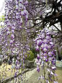 【福岡観光】樹齢100年以上の藤棚が広がる公園✨️