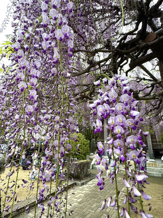 【福岡観光】樹齢100年以上の藤棚が広がる公園✨️