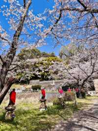 Pilgrimage of Petals: Enōji Temple’s Meditative Sakura Walk
