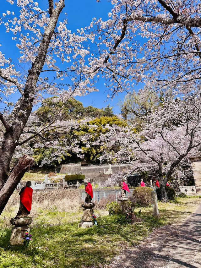 Pilgrimage of Petals: Enōji Temple’s Meditative Sakura Walk