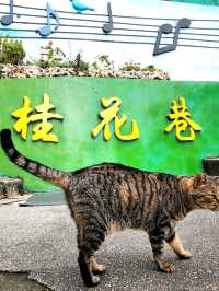 苗栗桐花5月雪初體驗，包車遊玩更舒適，雖然少少貴