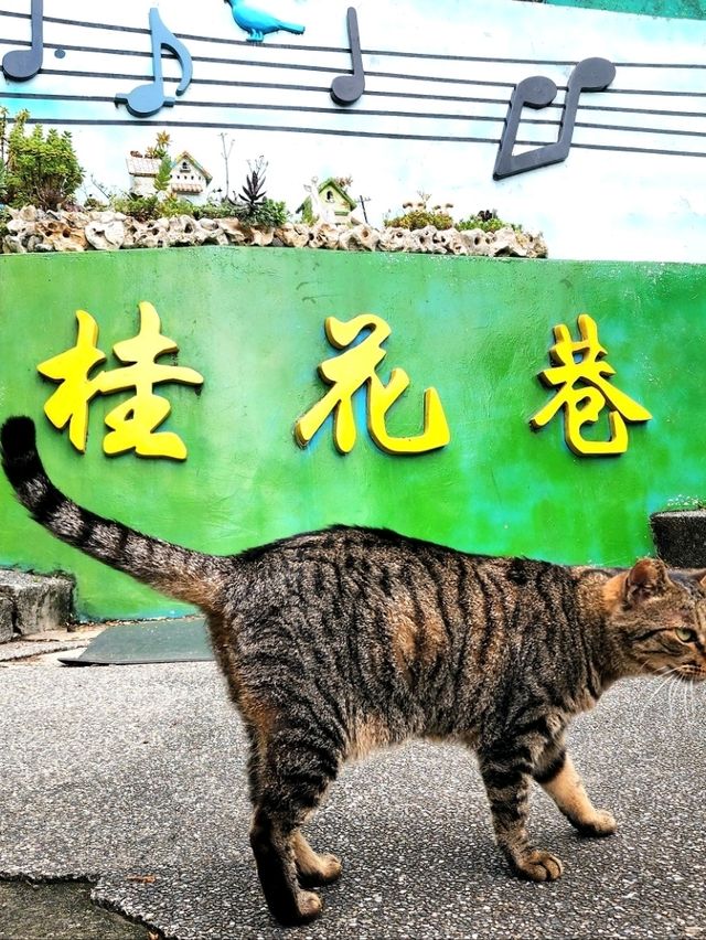 苗栗桐花5月雪初體驗，包車遊玩更舒適，雖然少少貴