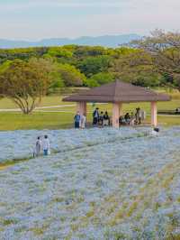 Uminonakamichi สวนดอกไม้ริมทะเลแห่งฟุกุโอกะ
