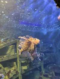 ｛台灣墾丁｝ 來到墾丁，當然要跟海洋生物親近一下～ 墾丁國立海洋生物博物館