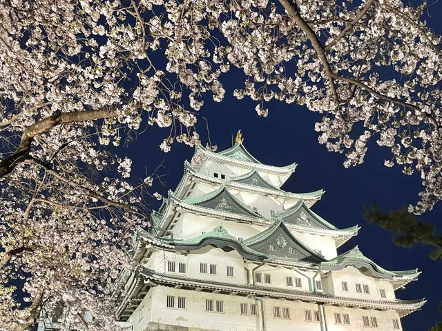 櫻花與金鯱相映：名古屋城的春日饗宴🌸